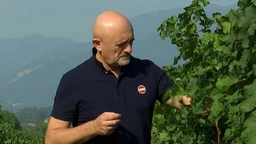 Grozd: Letnji festivali vina