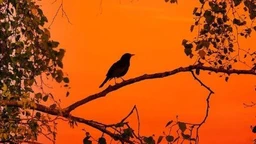 Еко минијатуре: Птица на длану - чиопа