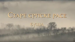 Еко минијатуре/ старе српске расе-Буша
