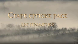 Еко минијатуре/ старе српске расе-Две праменке