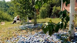 Знање имање: У позну  јесен