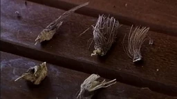 Наши шетачи: Расковник, свети грал међу биљкама, 2-5  (R)