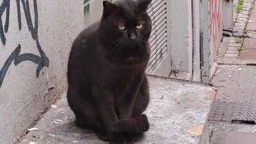 Нови дан: Јутарњи викенд програм