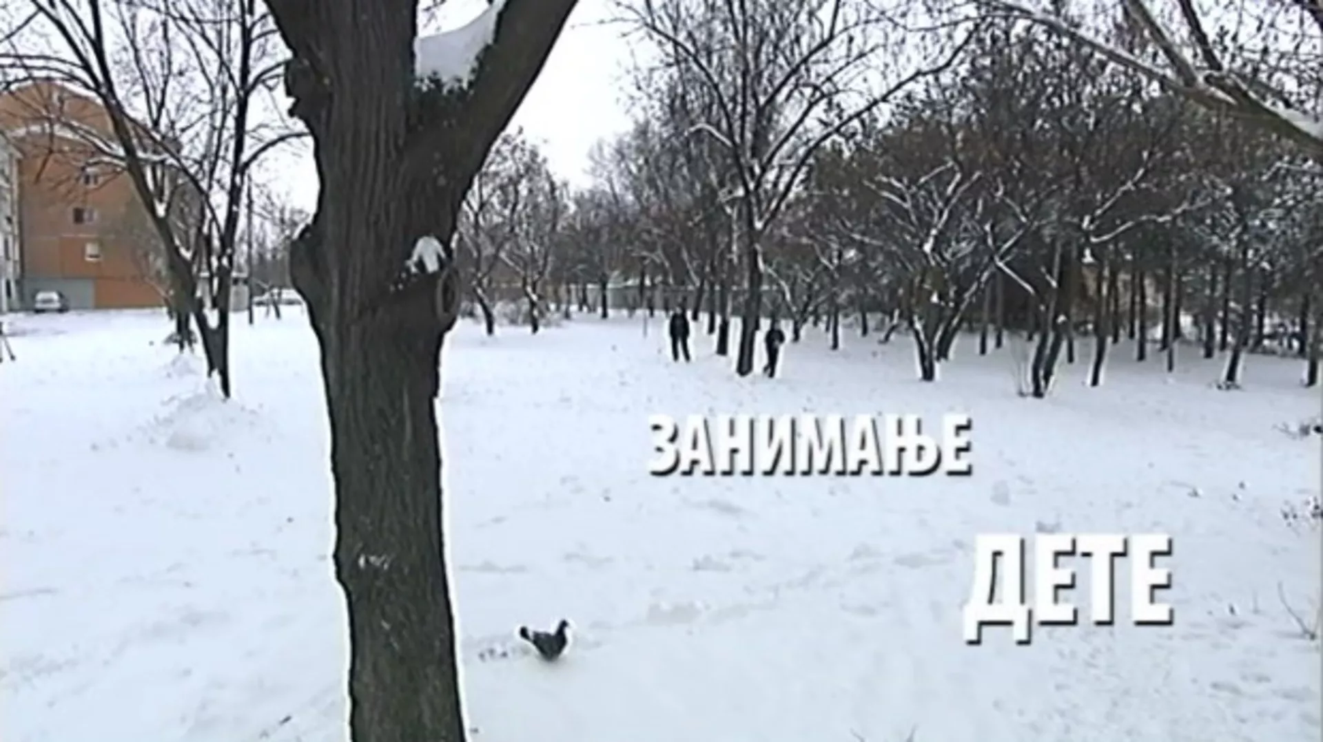 Занимање дете:	Сара Шпирић