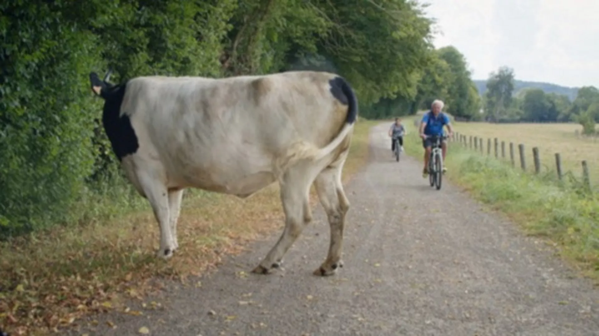 Зелени начин живота (R)
