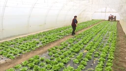 Nedeljom za selo: Radovi u plastenicima