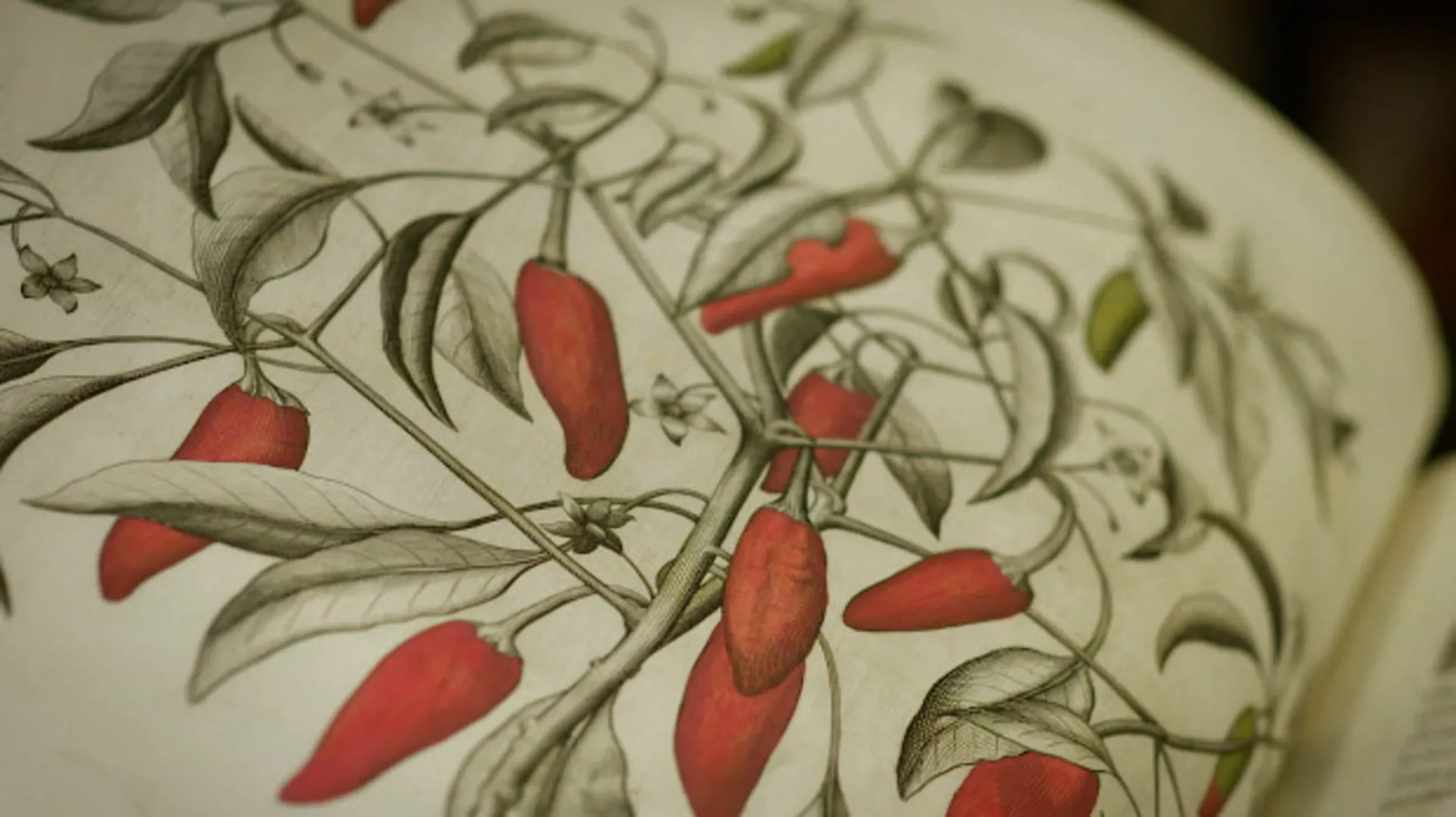 Svet očima slikara: Velaskezova ljuta papričica, 1-4  (R)