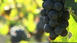 Грозд: Успеси српског вина