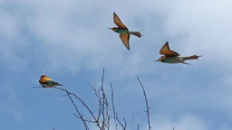 Дуети, терцети