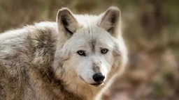 Dionis: Čovek i pas