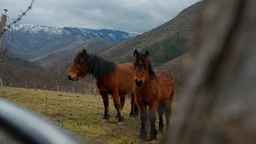 Veterinarska misija: Stolovima u pohode