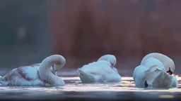 Повратак птица на језера (R)