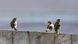 Дуети, терцети