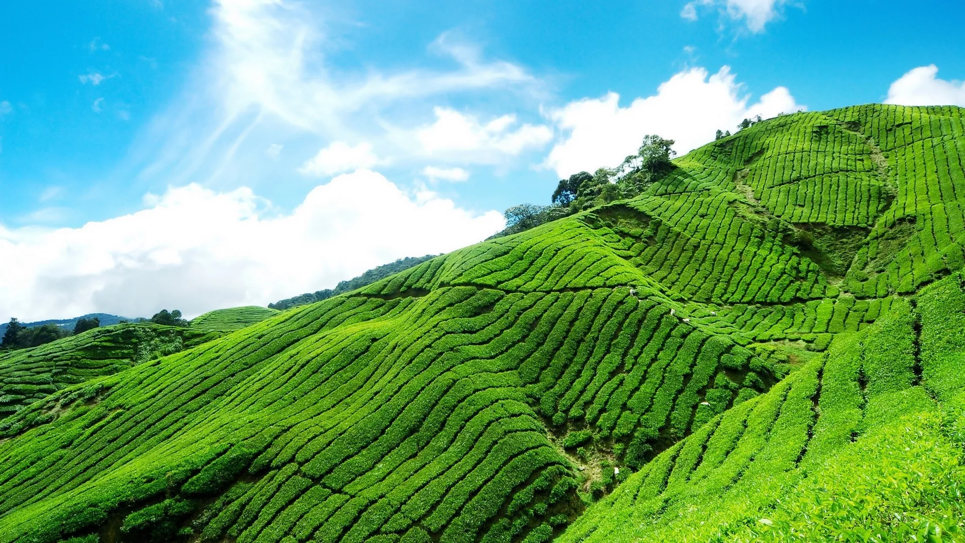 Put svile – Severna Kerala