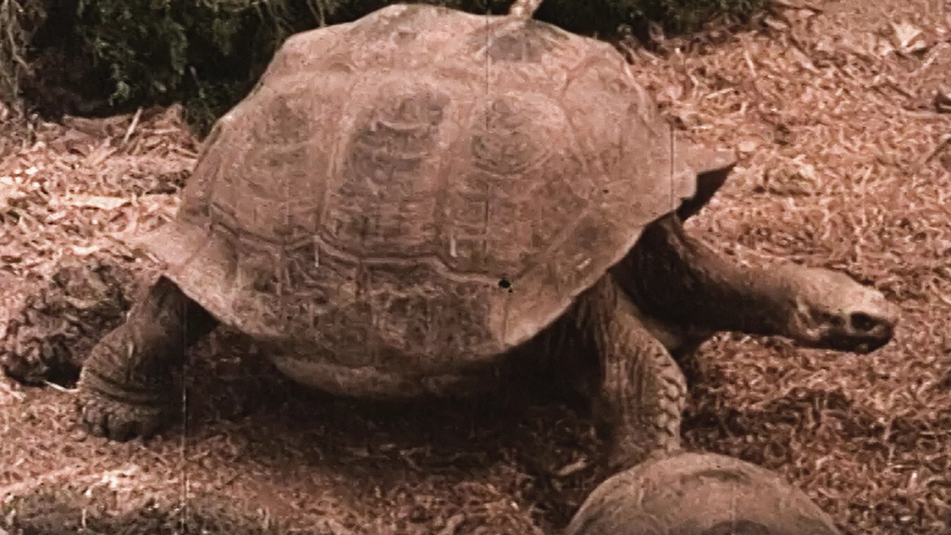 Sa svih meridijana – Galapagos