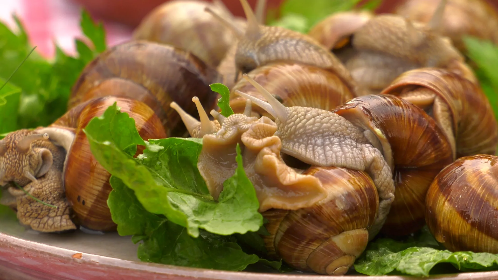Gastronomad: Vrnjački puževi