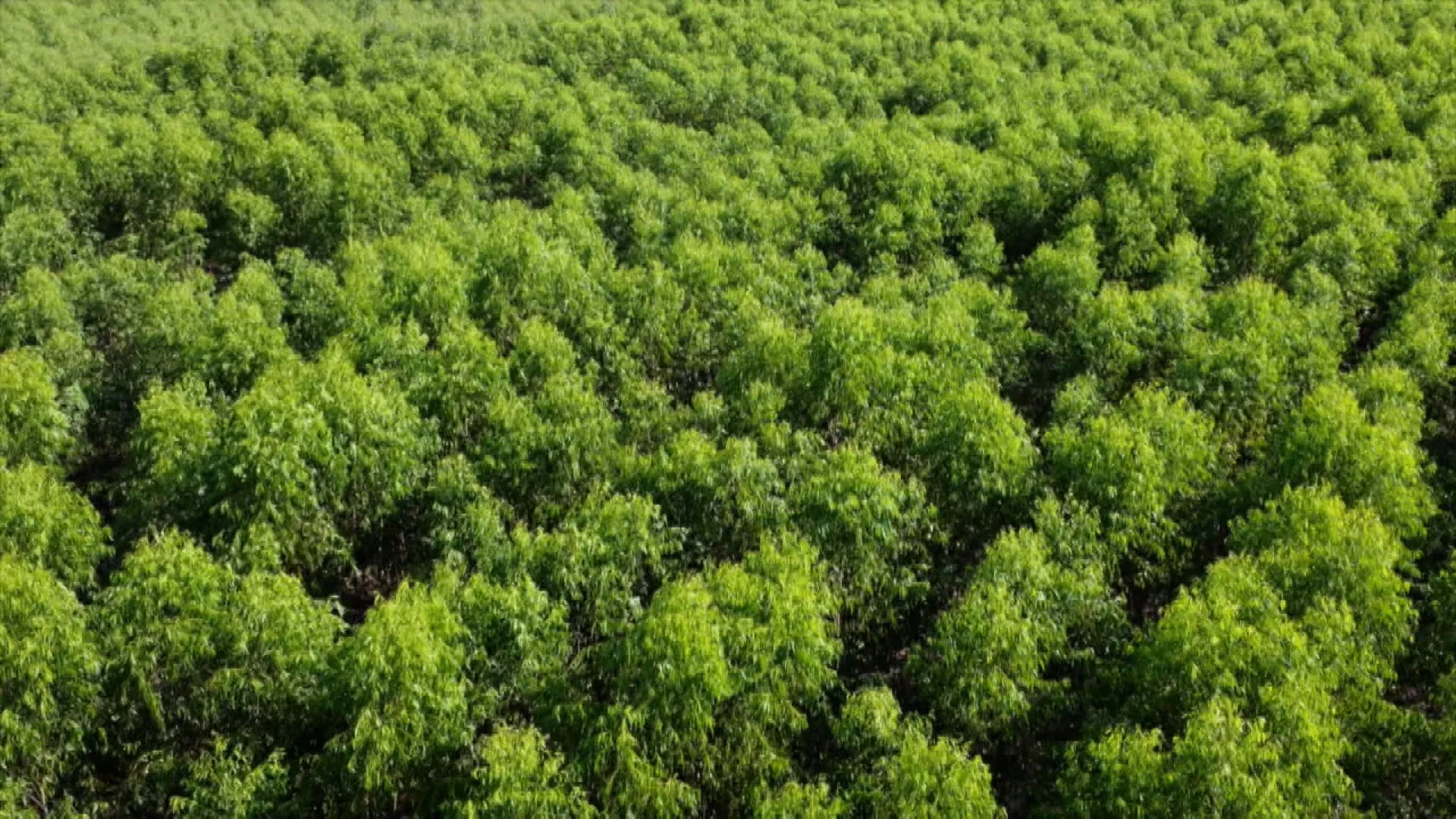 Zelena energija Srbije: Biomasa, 8. emisija
