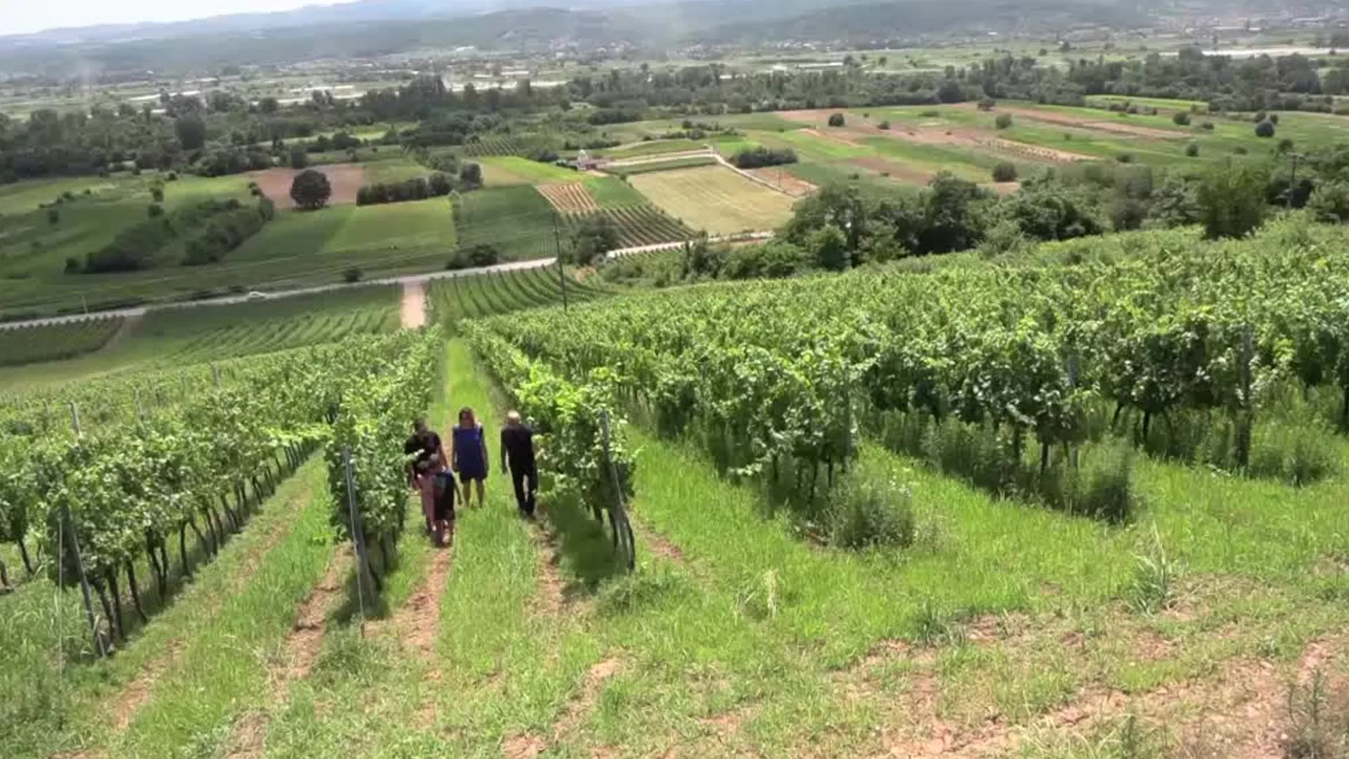 Tri Morave vinogradarski rejon