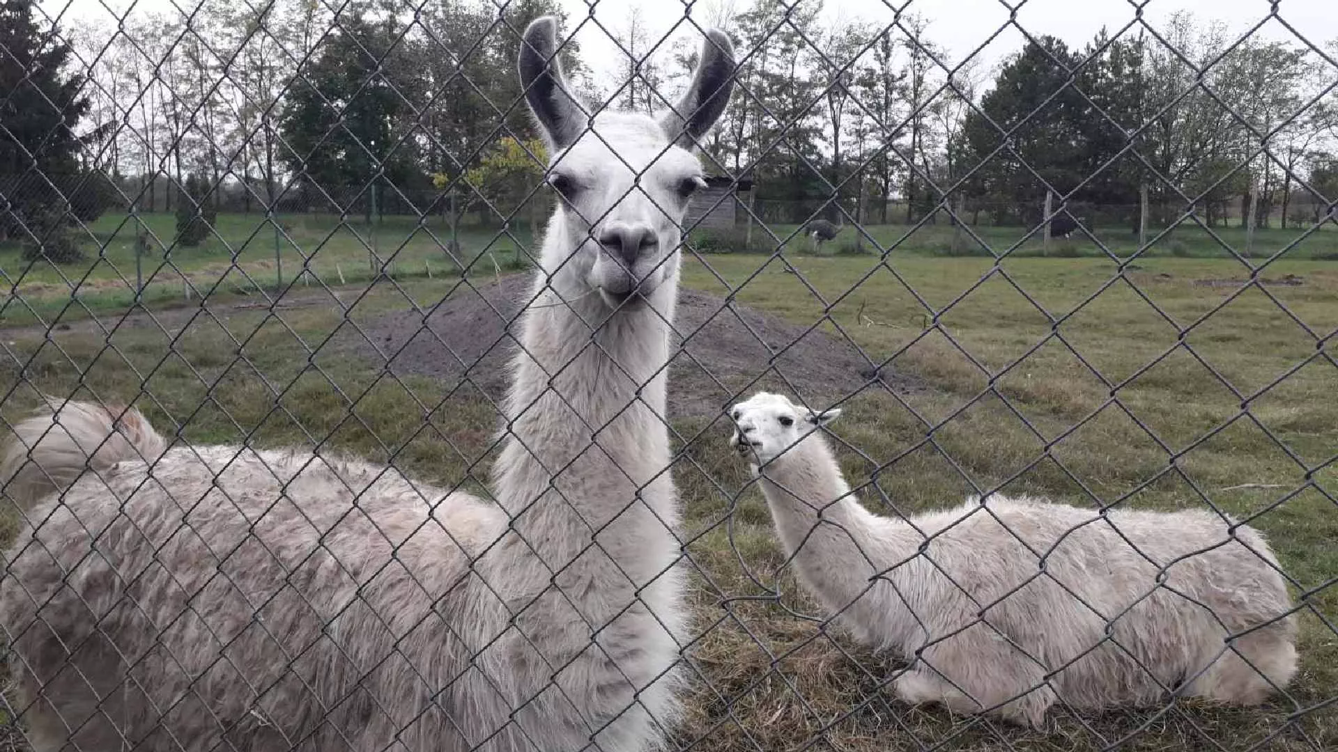 Kojekuda - Zoo vrt „Miki“ kod Sombora