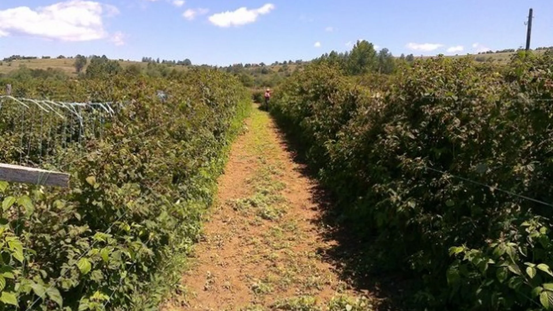 Kojekuda – Maline sa Vlasine