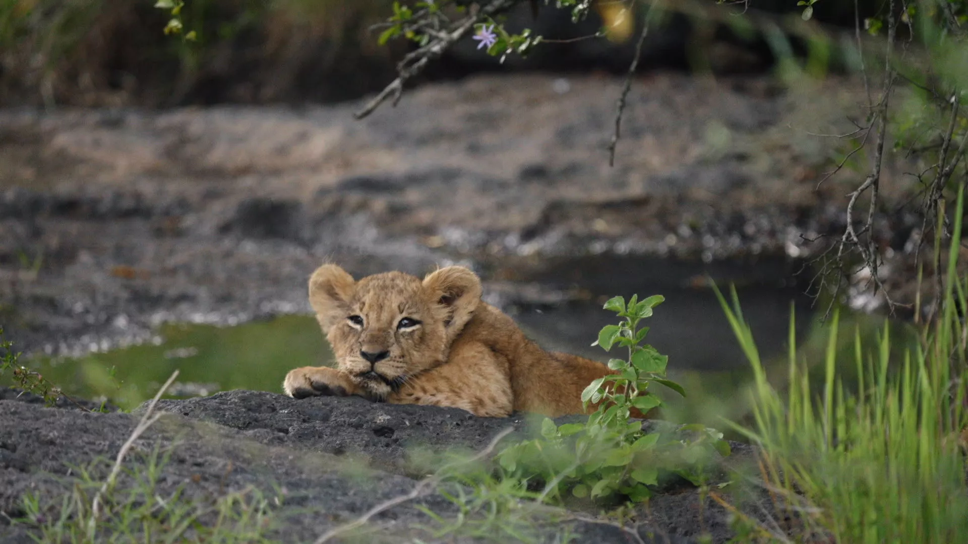 Fantastična planeta 3: Zajednička planeta