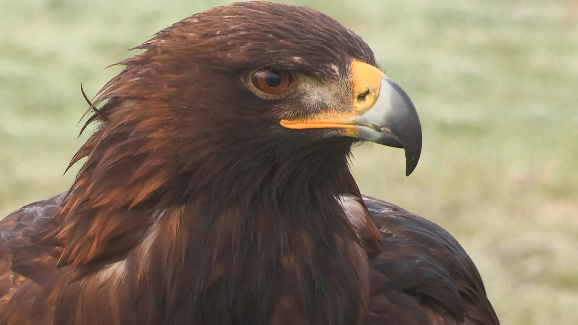 Lov i ribolov: Park prirode “Sićevačka klisura“