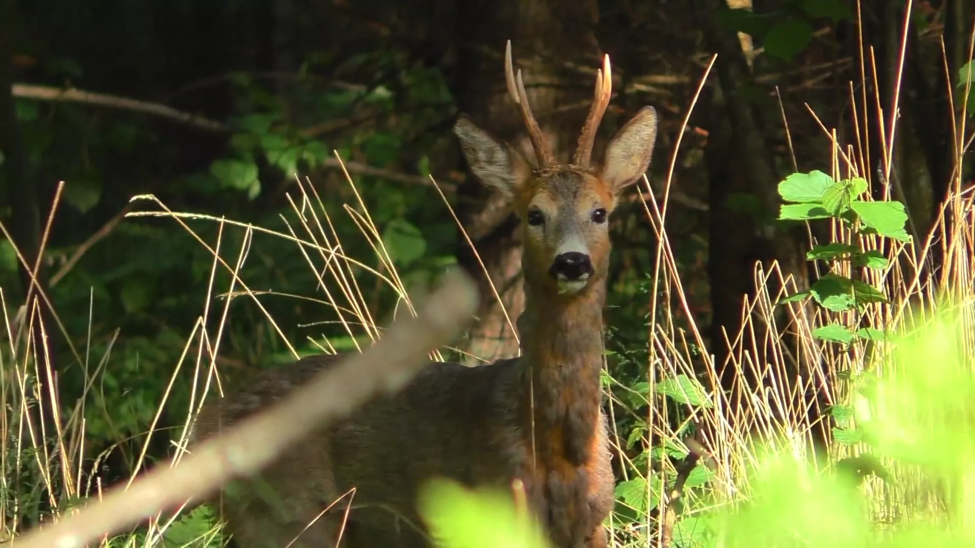 Lov i ribolov: Park prirode “Stara planina“.