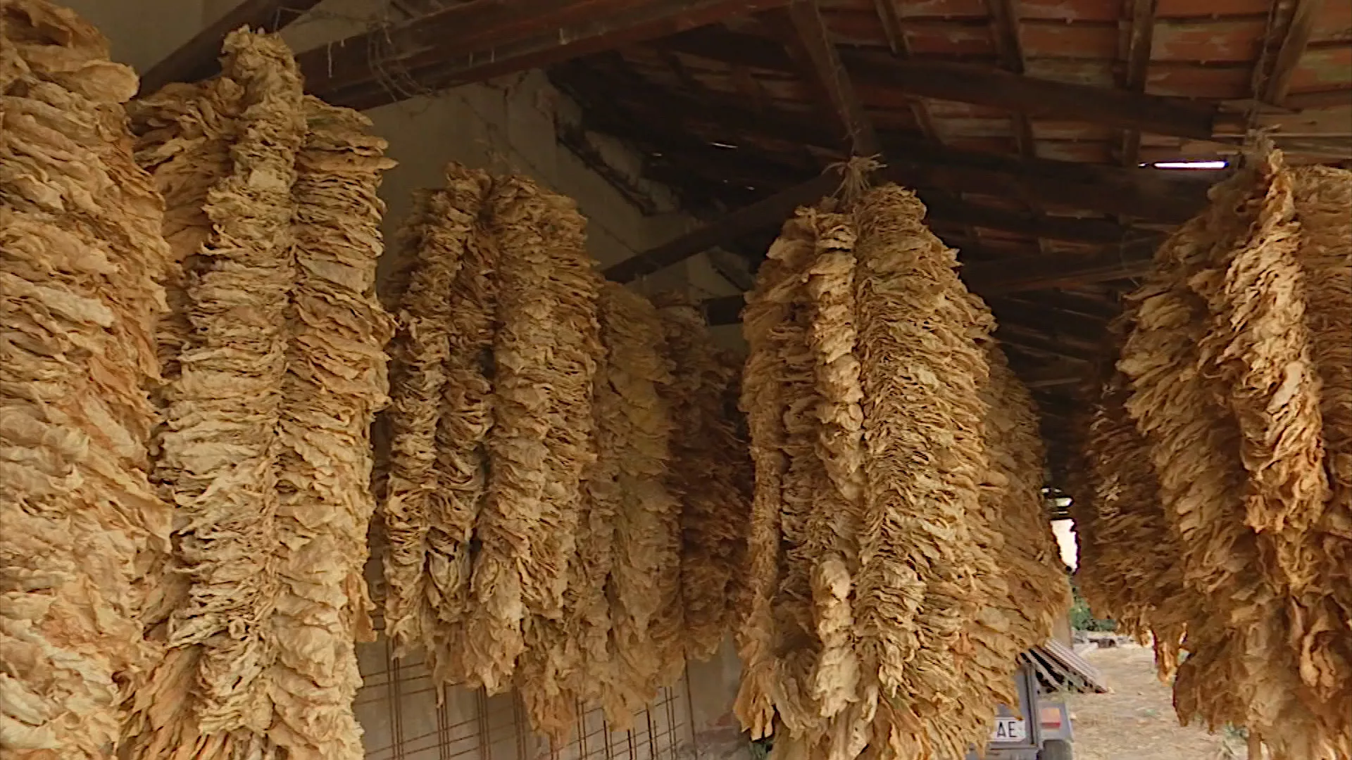 Kvadratura kruga: Putevi i istorija duvana u Prilepu