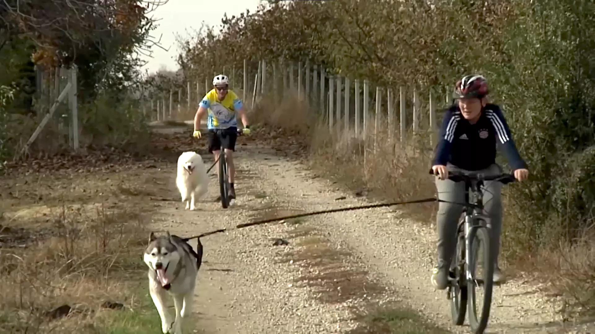 Trka pasa u Novom Kneževcu
