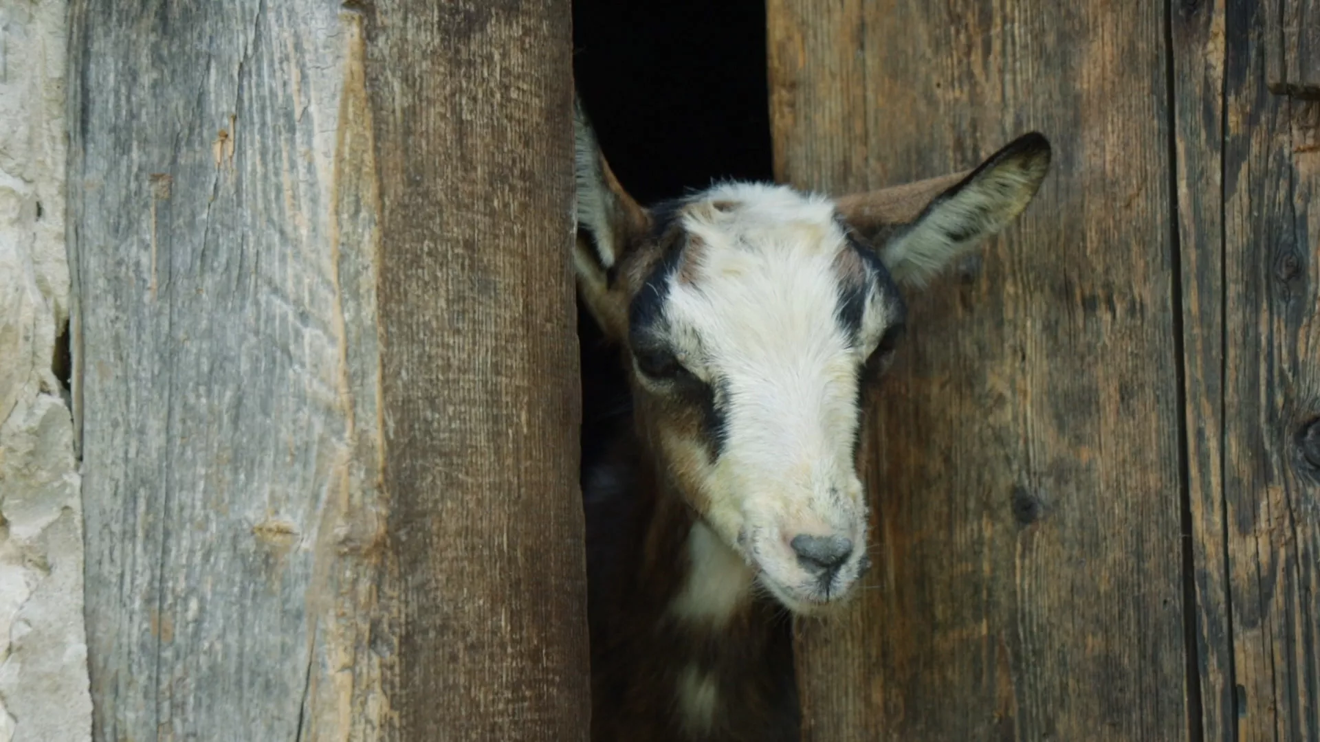 Sasvim prirodno: Mirko kozar, oženjen prirodom, 1. deo