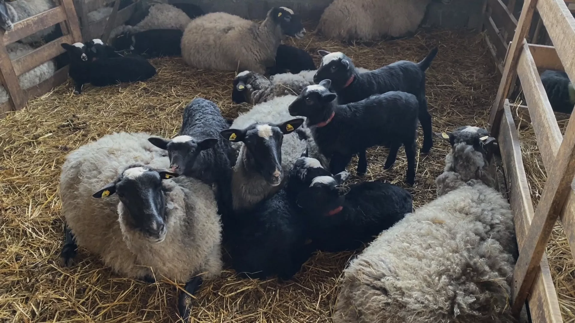 Znanje imanje: Naši dani