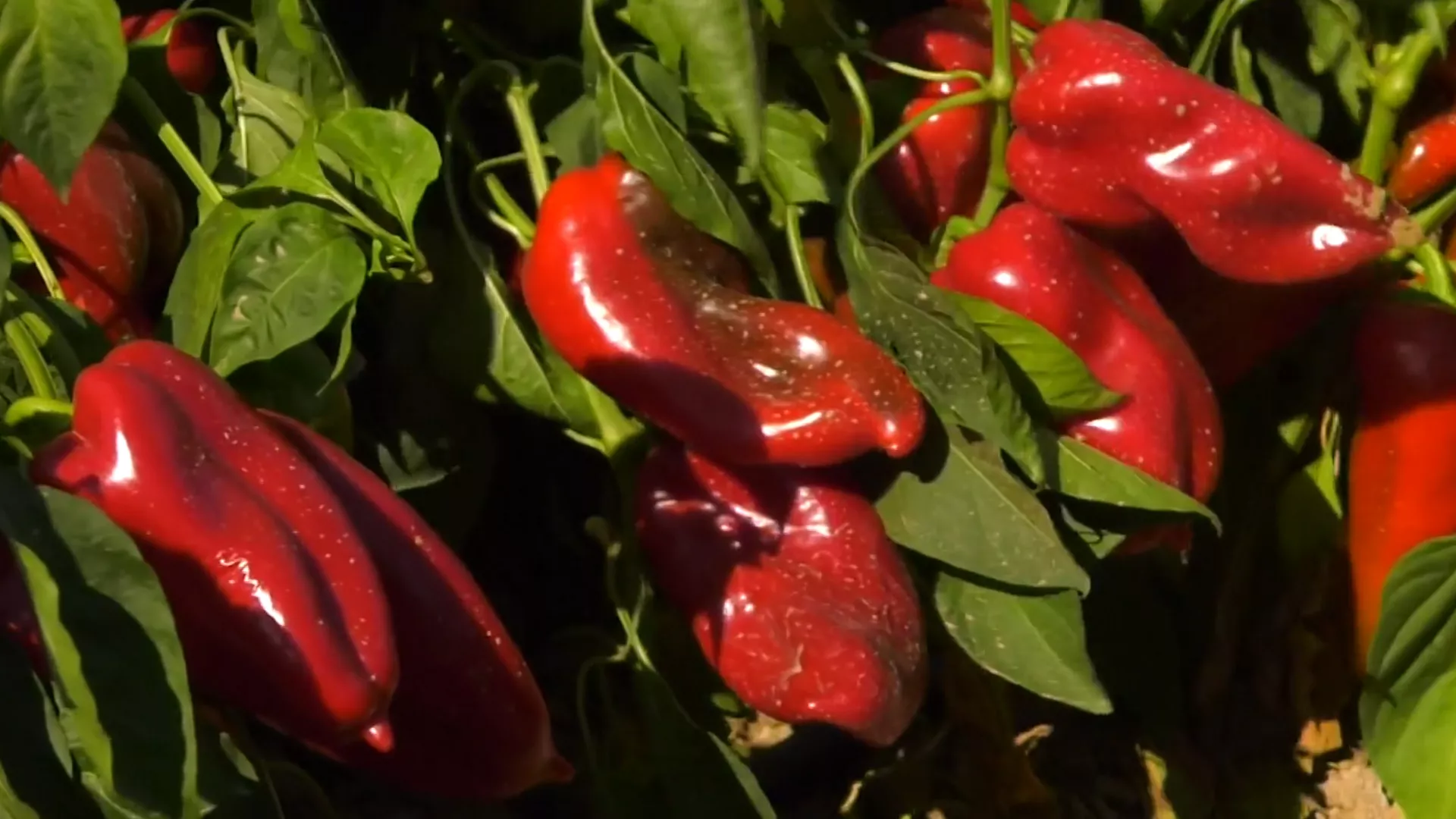 Gastronomad: Južnjačke punjene paprike