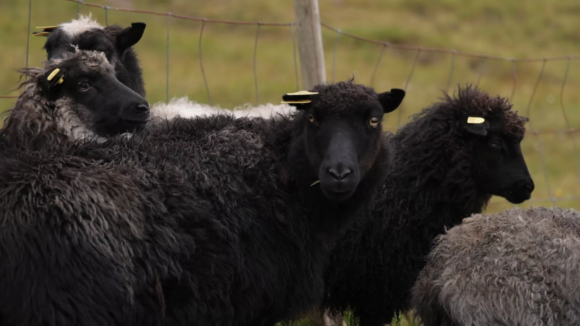 Sasvim prirodno: Ostrvo ovaca, Farska ostrva, 4. deo