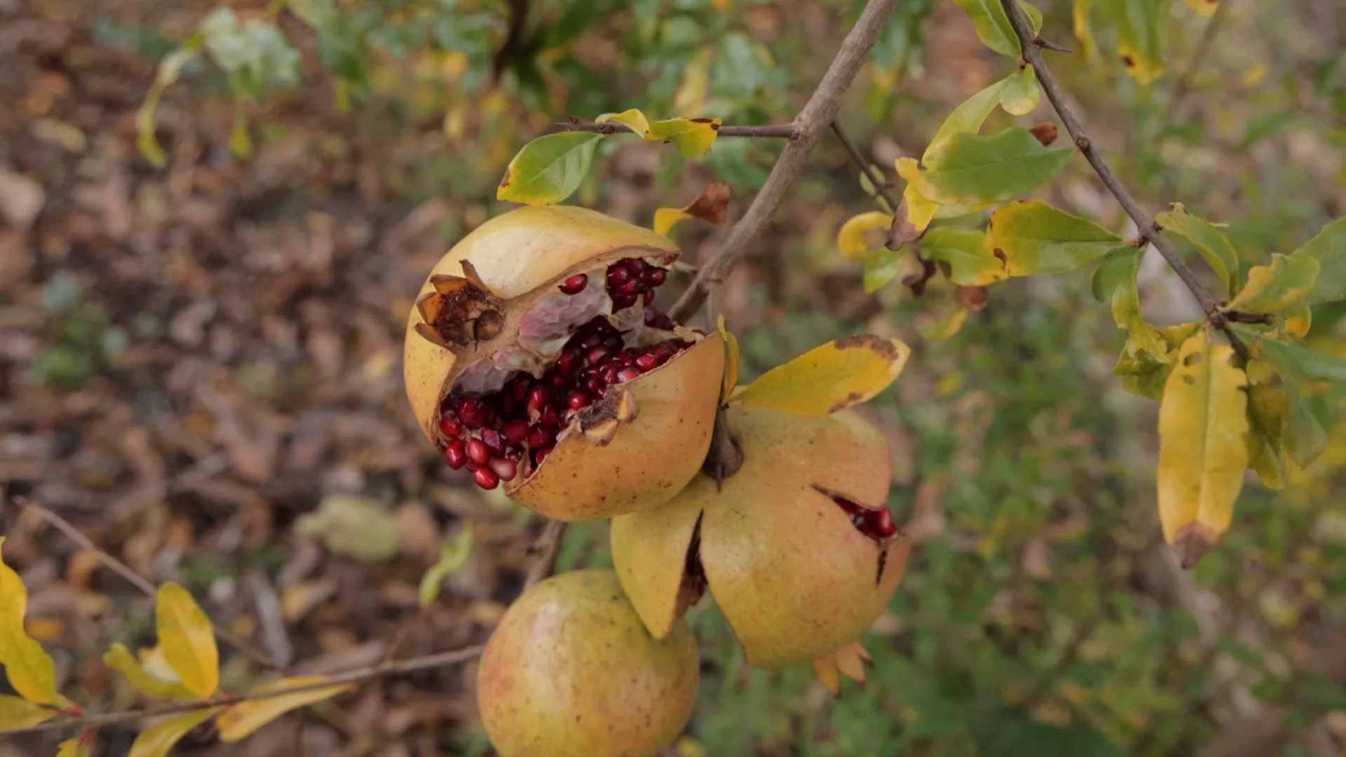 Sasvim prirodno: Barska jesen, 2. deo