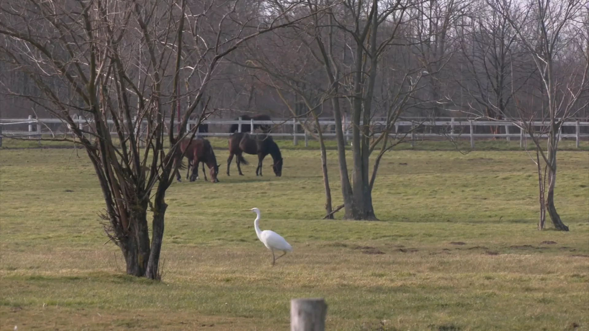 Znanje imanje: Na Sretenje