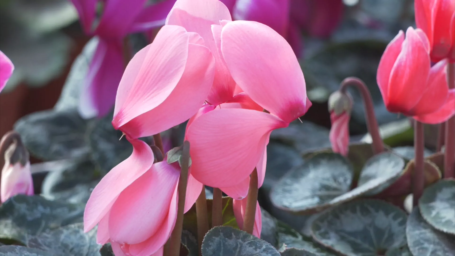 Znanje imanje: Pelcer uspeha