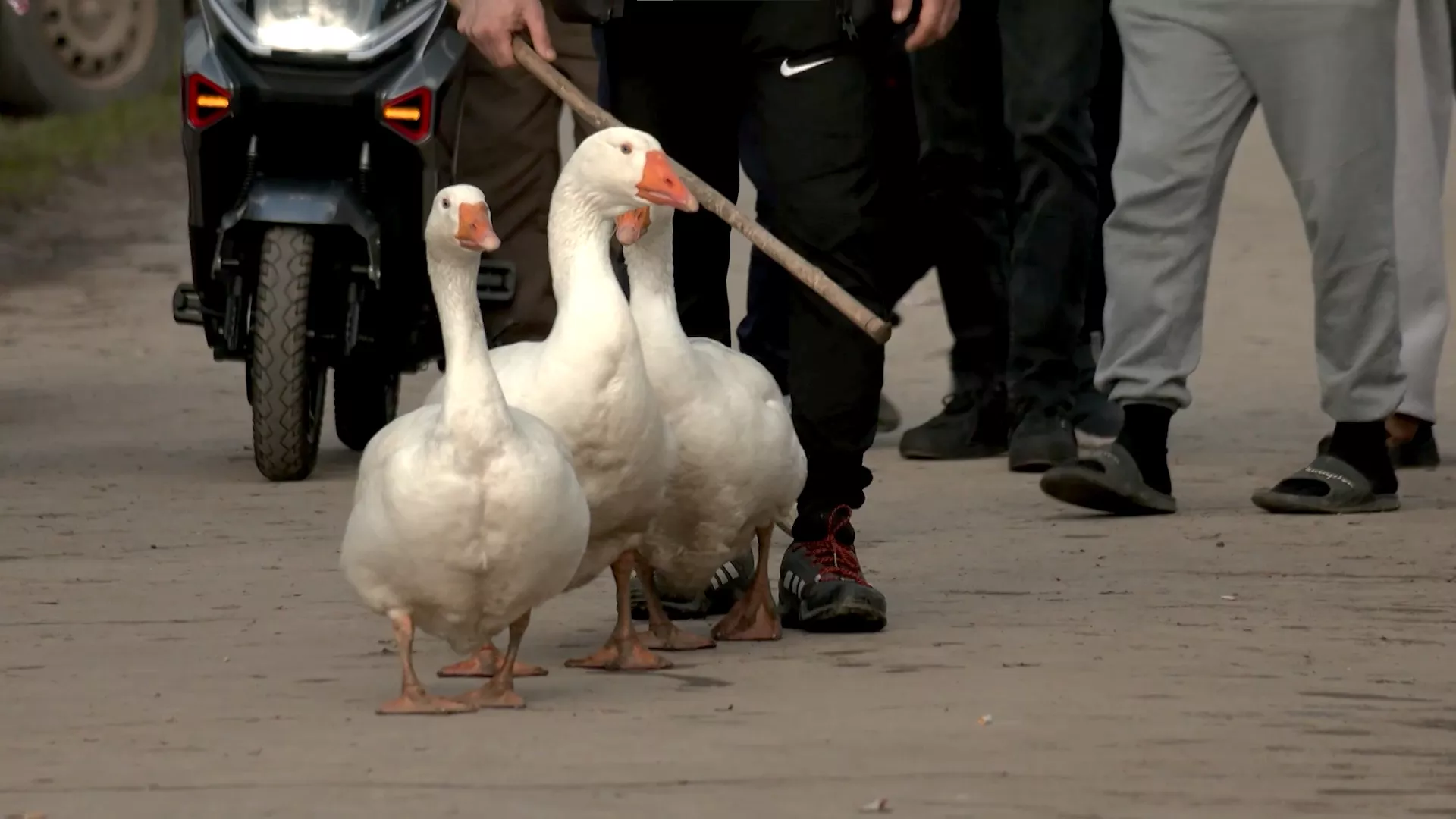 Gusanijada u Mokrinu