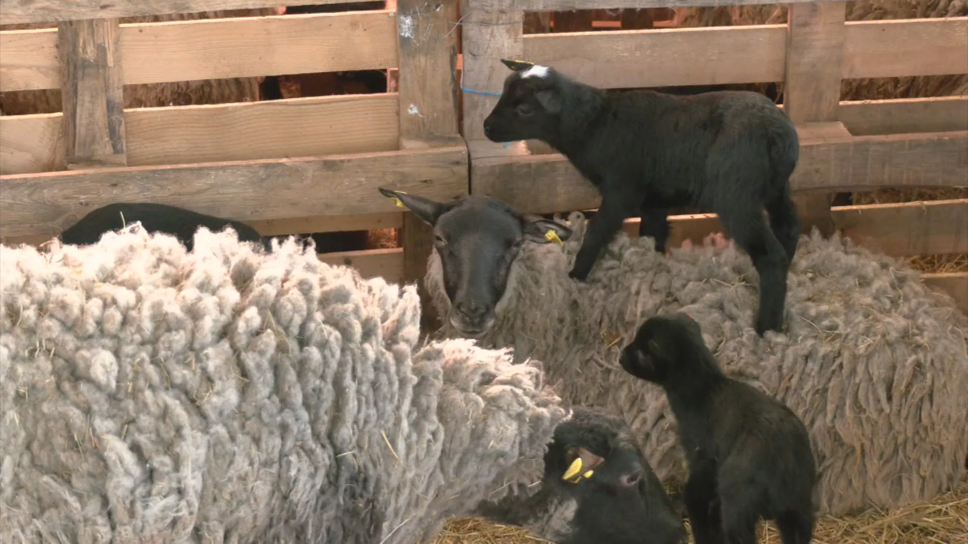 Znanje imanje: Ciljevi