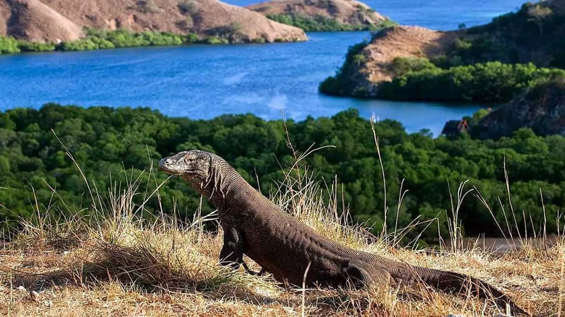 Put svile – Ostrvo Komodo