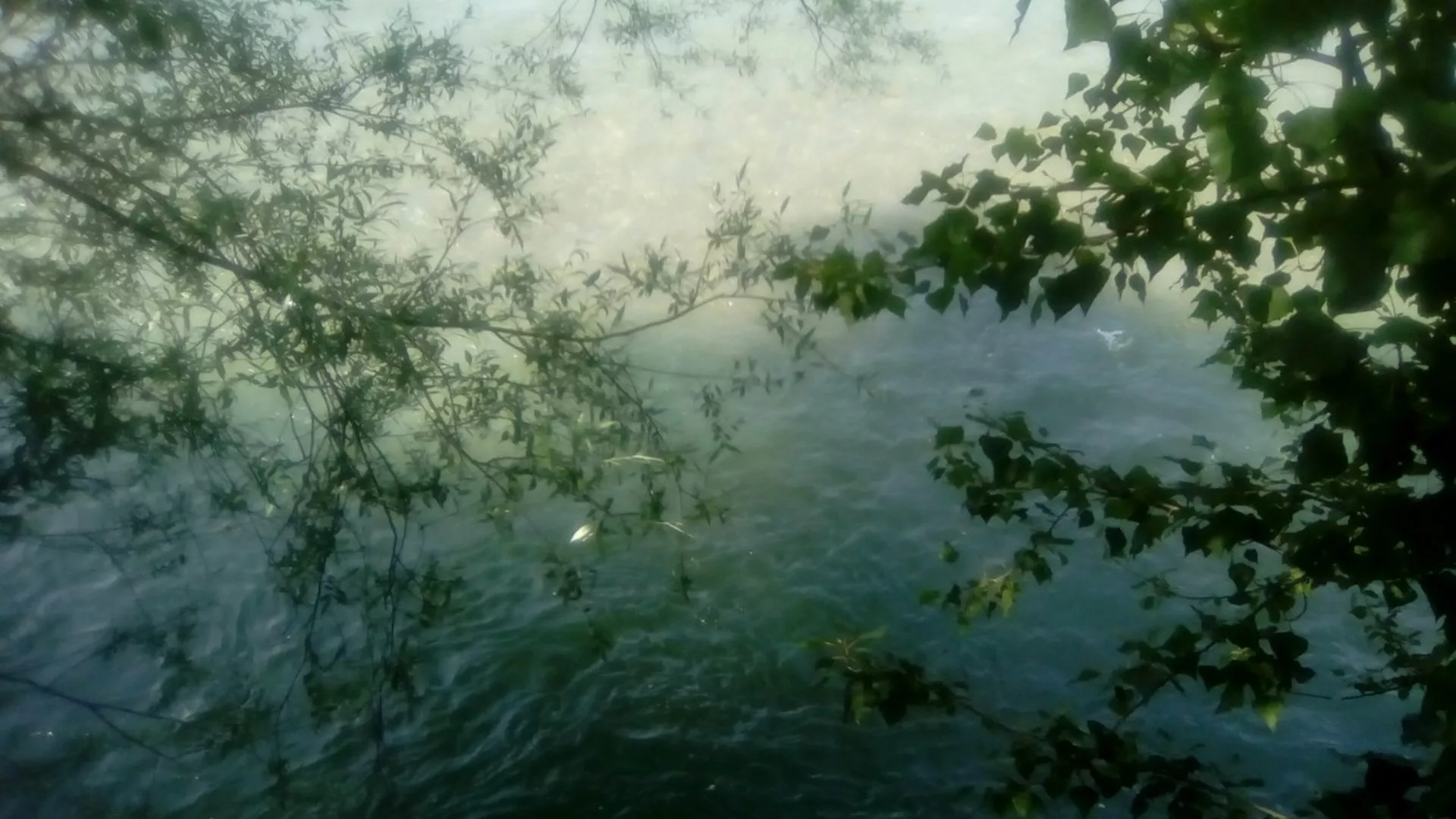 Kojekuda – Drina