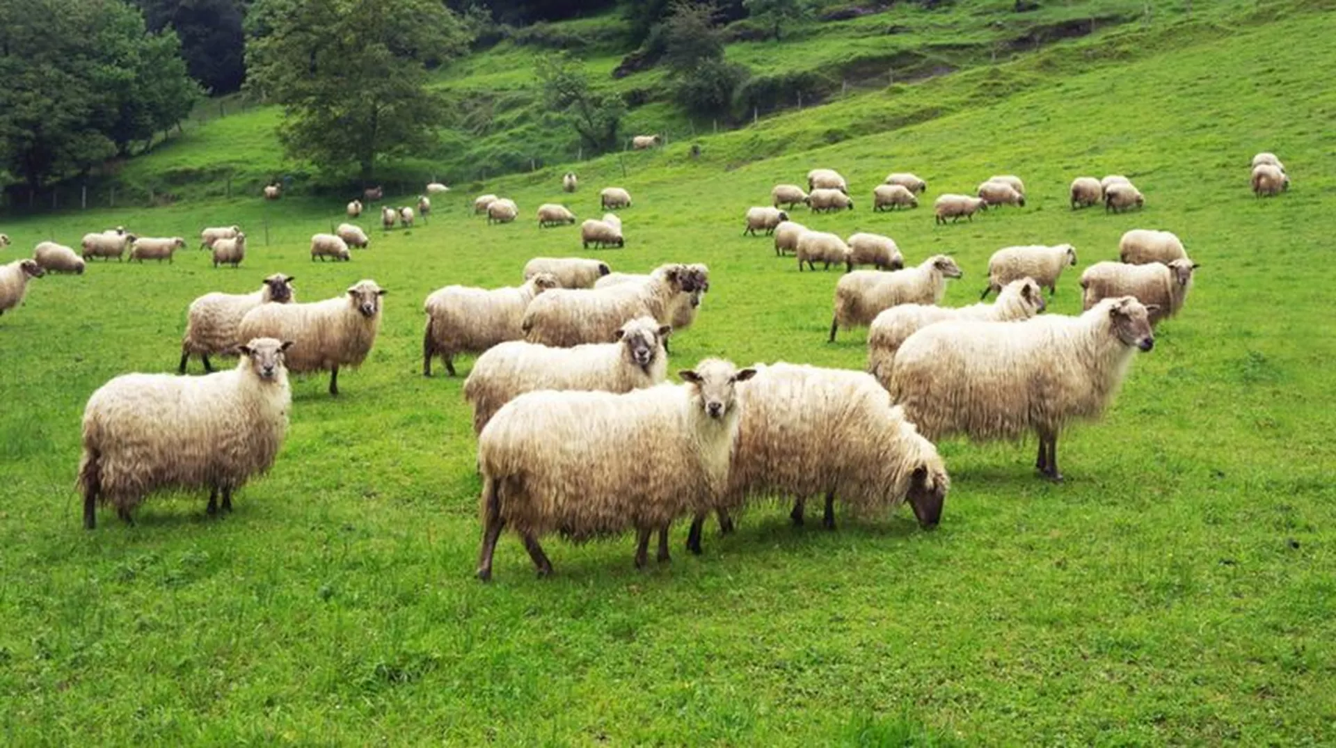 Од злата јабука – чобанске и пастирске песме