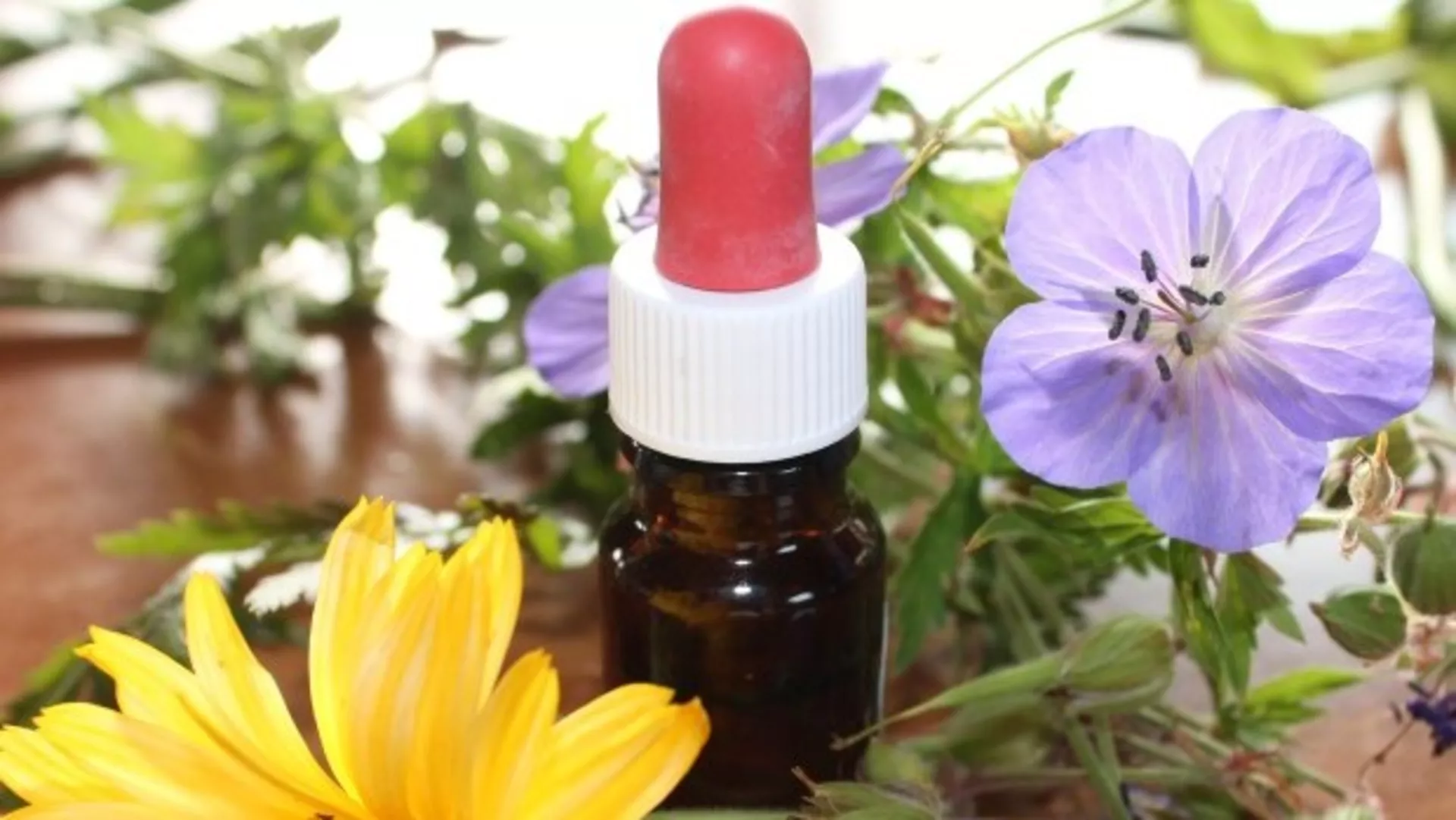 Летња башта поподне – Лекови на биљној бази