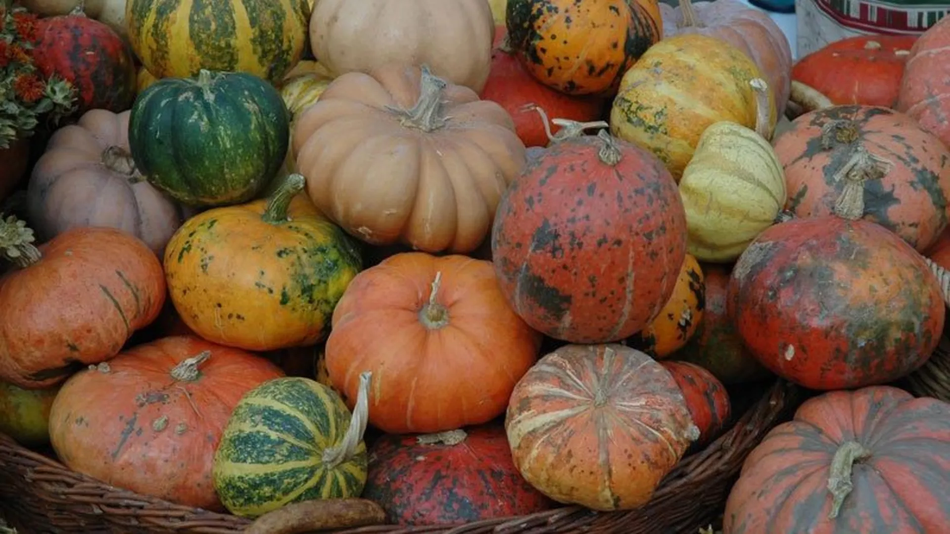 Летња башта преподне – Кикинда и Дани лудаје