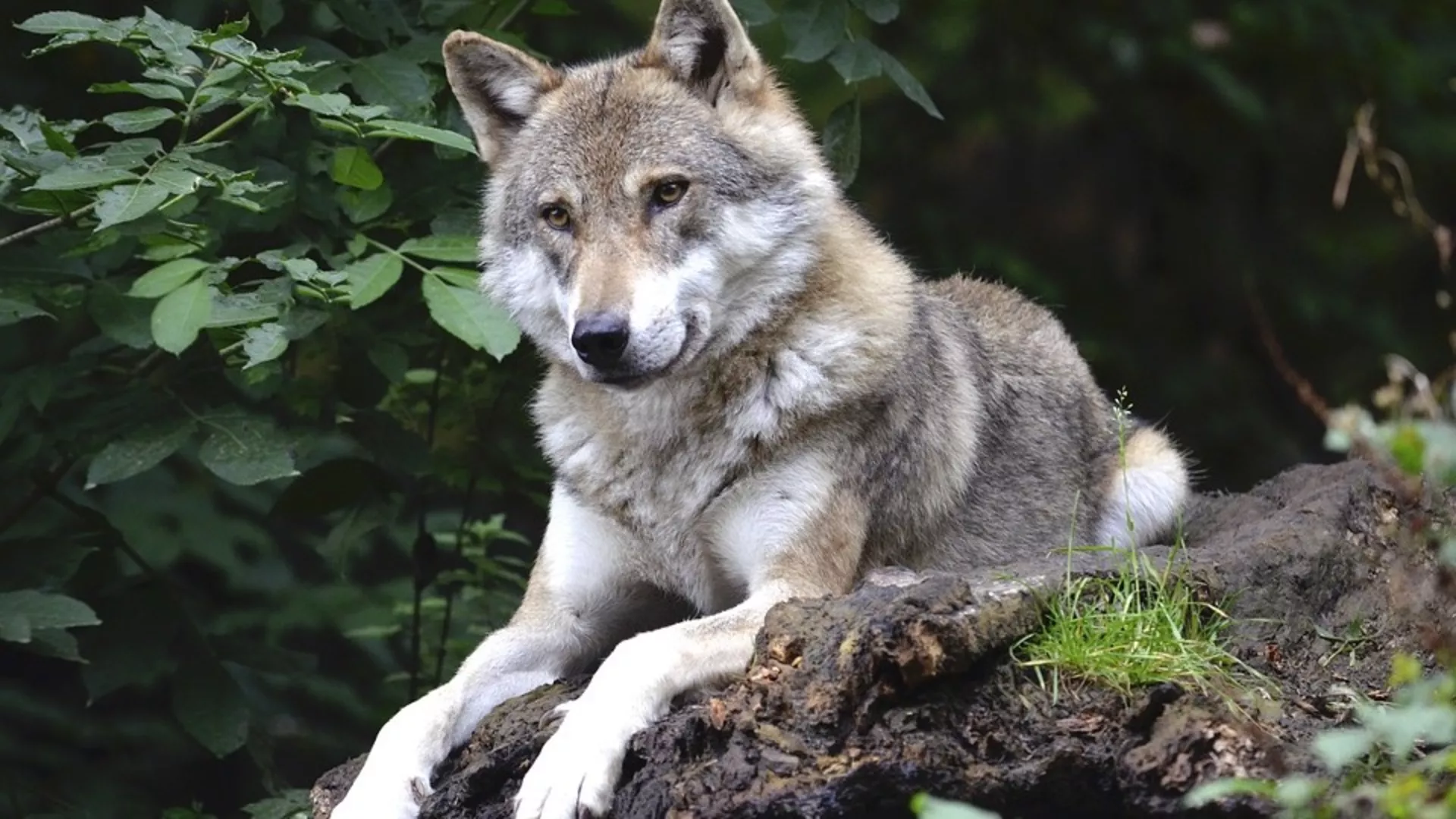 Правац 202 – Вук