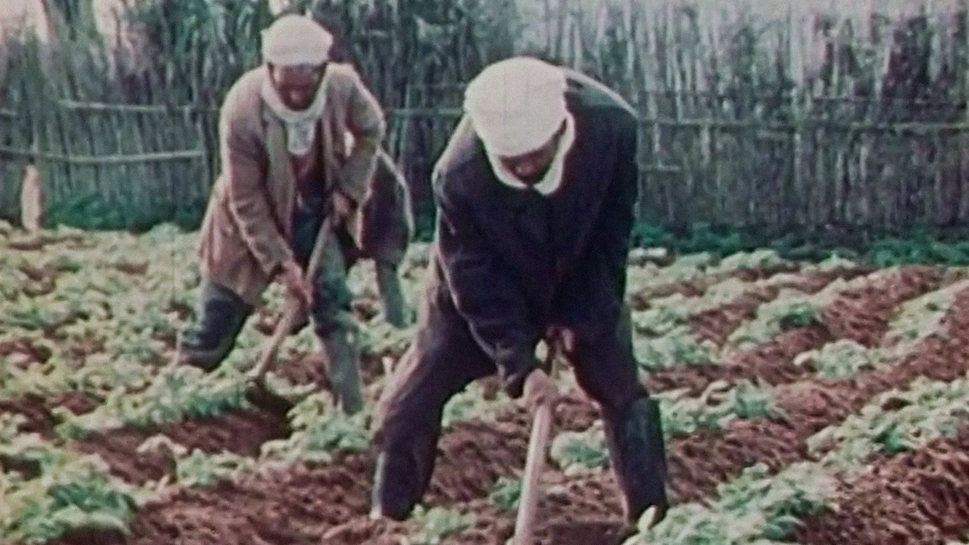 Са свих меридијана - Алжир