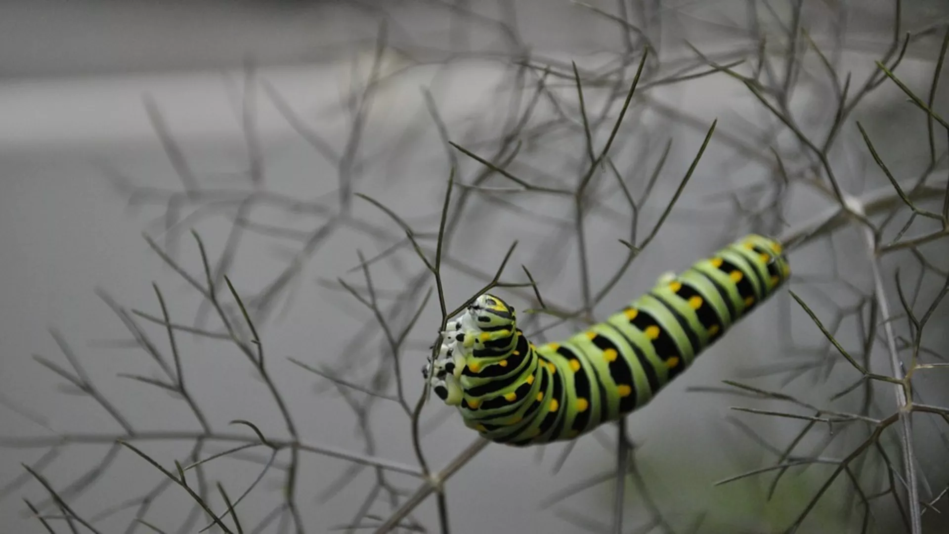 Обрати пажњу – Ове зиме инсекти не спавају
