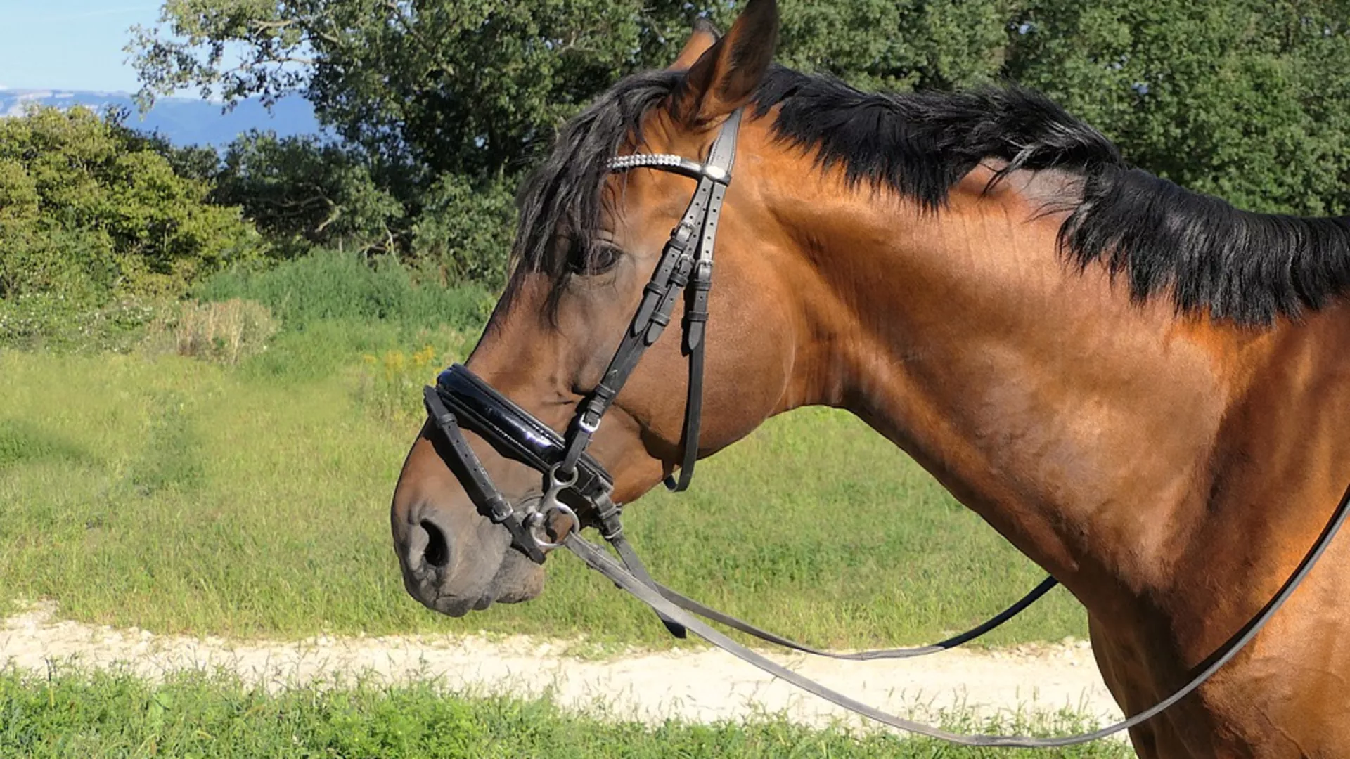 Говори да бих те видео – „Коњи који лече” и „Ни на небу ни на земљи”