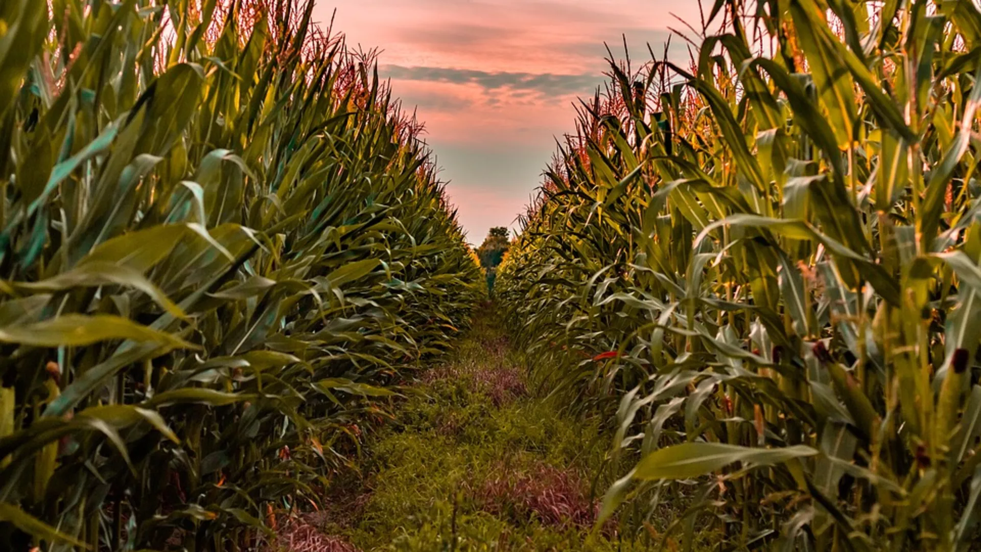 Говори да бих те видео – Село Лежимир