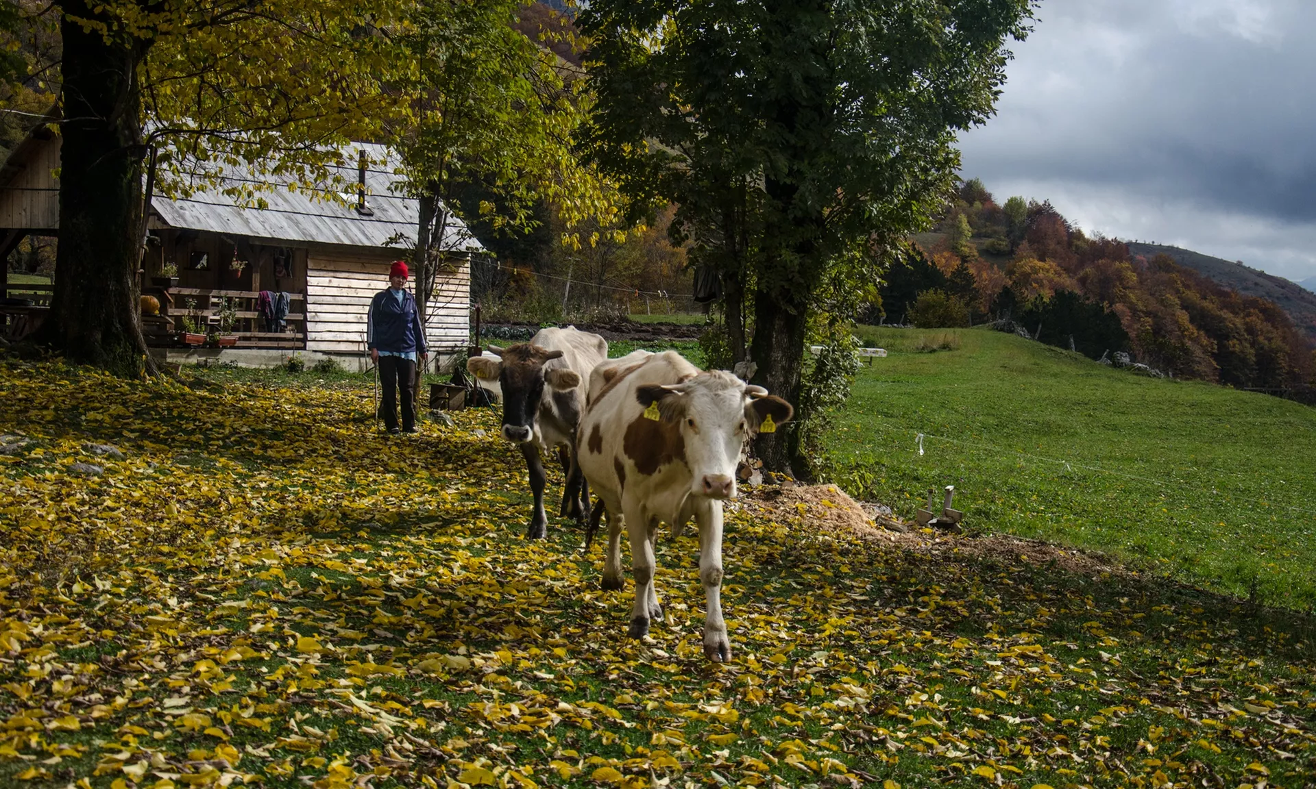 Од злата јабука – Сеоски живот