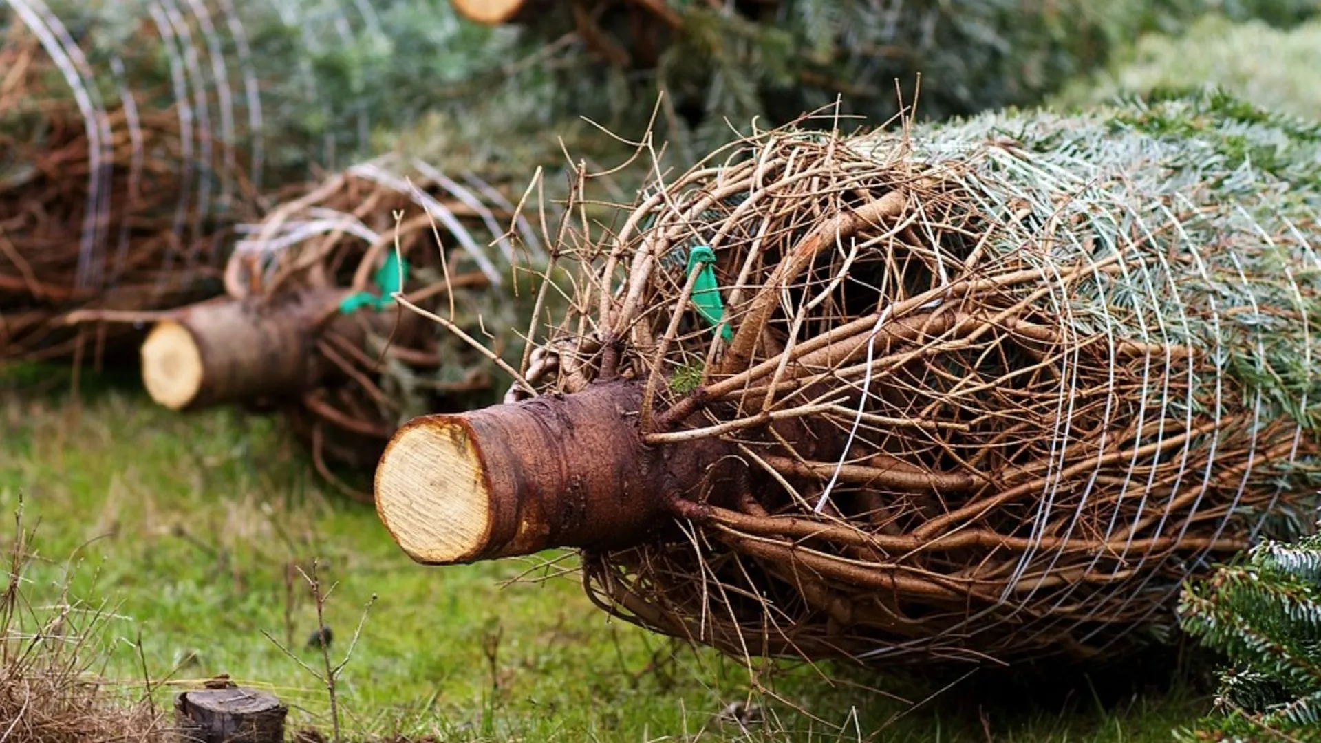 Обрати пажњу –  Сечене јелке